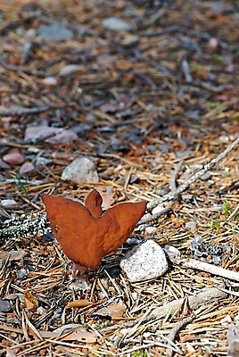 포토 JPG 해외이미지 모양 천사 사람없음 버섯 황무지 작음 곰팡이 해외포토 크기 파일형식 이미지허브