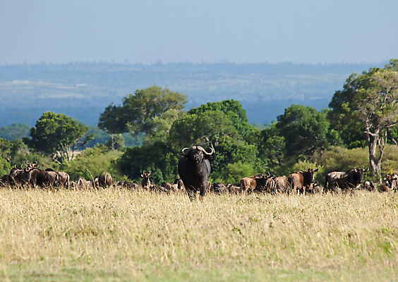 포토 JPG 해외이미지 야생동물 여행 포유류 아프리카 자연 휴가 사람없음 위험 큼 사파리 케냐 평야 해외포토 동물 나라 컨셉 크기 생태계 파일형식 이미지허브