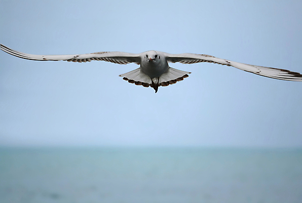 포토 JPG 해외이미지 야생동물 바다 백그라운드 이동 날개 모션 자연 벽지 갈매기 조류 하늘 창조 풍경 해변 사람없음 야외 장식 뷰티 평화 꿈 자유 덮개 우아함 역동적 무료 자극 해외포토 동물 컨셉 뚜껑 생태계 파일형식 이미지허브
