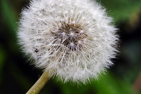 포토 JPG 해외이미지 주간 자연 근접촬영 사람없음 야외 아웃포커스 민들레 민들레홀씨 해외포토 자연요소 꽃 뷰포인트 촬영기법 생태계 파일형식 이미지허브