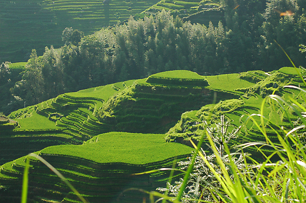 포토 JPG 해외이미지 잎 밭 그림자 사람없음 초록색 농작물 햇빛 중국 언덕 밭일 해외포토 식물 아시아 컬러 농업 태양 파일형식 이미지허브