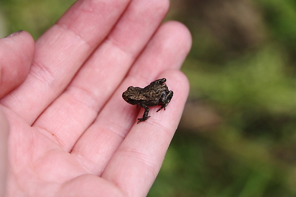 포토 JPG 해외이미지 손 손가락 개구리 사람없음 작음 해외포토 양서류 신체부위 크기 파일형식 이미지허브