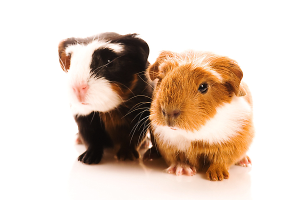 포토 JPG 해외이미지 두마리 사람없음 기니피그 해외포토 2 포유류 파일형식 이미지허브