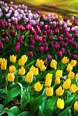 포토 JPG 해외이미지 식물 계절 공원 꽃 꽃무늬 전구 자연 사람없음 장식 초록색 컬러풀 노란색 정원 보라색 봄 튤립 벚꽃 개화 배열 향기 라일락 내추럴 밭일 그리너리 해외포토 공공시설 컬러 무늬 생태계 냄새 파일형식 트랜드컬러 이미지허브