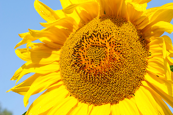 포토 JPG 해외이미지 식물 계절 꽃 산업 컨셉 잎 농업 비즈니스 자연 하늘 날씨 해바라기 아이디어 씨앗 사람없음 야외 여름 햇빛 농사 기쁨 성장 벚꽃 반가움 밭일 그리너리 해외포토 감정 태양 생태계 파일형식 트랜드컬러 이미지허브