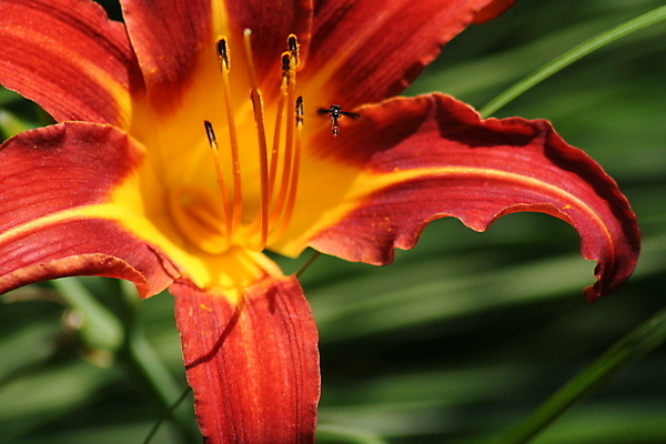 포토 JPG 해외이미지 식물 꽃 곤충 꽃무늬 자연 사람없음 빨간색 해외포토 동물 컬러 무늬 생태계 파일형식 이미지허브