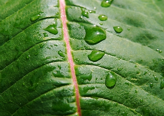 포토 JPG 해외이미지 나무 식물 백그라운드 잎 부분 자연 표면 날씨 건강 사람없음 야외 초록색 물 환경 봄 젖음 물방울 신선 닫기 보호 빗방울 묘사 질감 정맥 내추럴 그리너리 해외포토 자연요소 계절 컬러 컨셉 모션 비_날씨 생태계 혈관 파일형식 트랜드컬러 이미지허브