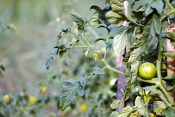 포토 JPG 해외이미지 식물 잡화 음식 백그라운드 잎 농업 토마토 채소 과일 자연 건강 요리 사람없음 야외 빨간색 초록색 농작물 정원 샐러드 수확 성장 신선 체리 선택 달콤 맛 작음 먹기 준비 유기농 원예 포도나무 내추럴 숙성 온실 맛있는 해외포토 웰빙 산업 컬러 컨셉 모션 취미 크기 과일나무 생태계 파일형식 이미지허브