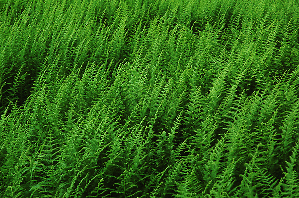 포토 JPG 해외이미지 식물 백그라운드 잎 자연 사람없음 초록색 양치류 해외포토 컬러 생태계 파일형식 이미지허브