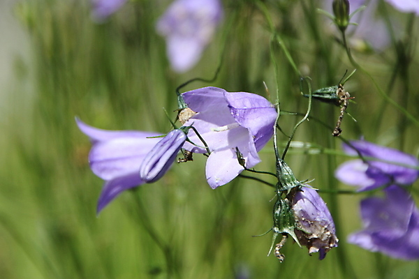 포토 JPG 해외이미지 식물 계절 꽃잎 꽃 백그라운드 꽃무늬 전구 자연 초원 사람없음 야외 초록색 파란색 뷰티 봄 들꽃 성장 벚꽃 시골 신선 닫기 다발 묘사 원예 블루벨 해외포토 컬러 무늬 모션 취미 생태계 파일형식 이미지허브