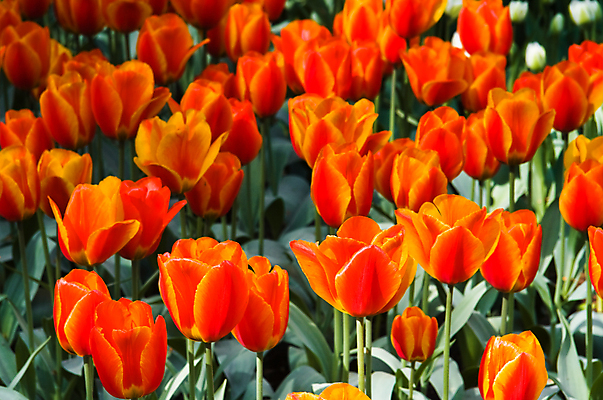 포토 JPG 해외이미지 식물 계절 꽃 꽃무늬 오렌지 전구 자연 사람없음 장식 빨간색 초록색 컬러풀 정원 봄 튤립 벚꽃 개화 배열 향기 내추럴 그리너리 해외포토 컬러 무늬 과일 생태계 냄새 파일형식 트랜드컬러 이미지허브