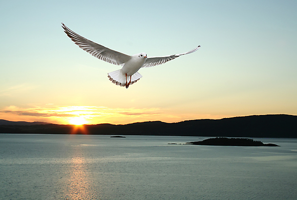 포토 JPG 해외이미지 유럽 바다 백그라운드 날개 자연 벽지 갈매기 조류 하늘 산 노르웨이 형상 풍경 사람없음 여름 일출 일몰 자유 피오르 해외포토 동물 계절 나라 컨셉 노을 생태계 지형 파일형식 이미지허브