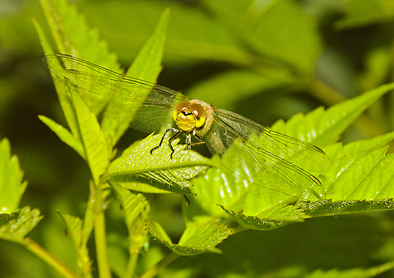 포토 JPG 해외이미지 나무 자연 아침 날씨 사람없음 컬러풀 햇빛 어둠 추위 안개 가을 물방울 농촌 잠자리 이슬 신비 거미줄 카피스페이스 해외포토 주간 식물 계절 컬러 곤충 컨셉 태양 공백 시골 생태계 파일형식 이미지허브