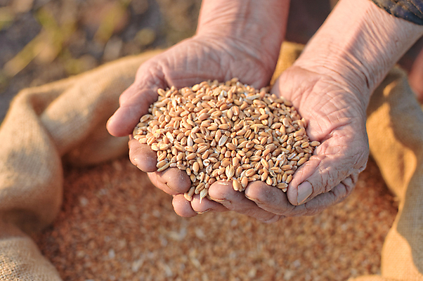 포토 JPG 해외이미지 손 들기 신체부위 농작물 농사 농부 보리 해외포토 직업 농업 모션 곡류 사람 파일형식 이미지허브