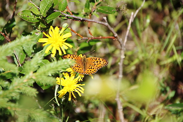 포토 JPG 해외이미지 손 꽃 나비 곤충 날개 사람없음 벚꽃 잡기 그리기 벌레 땅 나방 취급주의 해외포토 식물 동물 모션 경고 신체부위 파일형식 이미지허브
