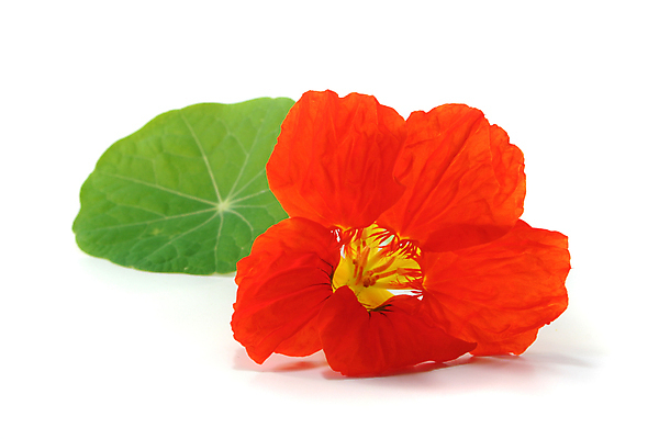 포토 JPG 해외이미지 식물 오렌지 주택 사람없음 초록색 농작물 정원 샐러드 발코니 뜨거움 향신료 매움 해외포토 음식 컬러 농업 과일 건물 맛 향미료 파일형식 이미지허브