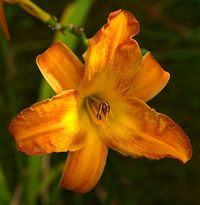 포토 JPG 해외이미지 식물 꽃 오렌지 사람없음 초록색 정원 봄 점 해외포토 계절 컬러 과일 파일형식 이미지허브