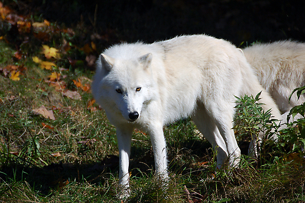 포토 JPG 해외이미지 동물 야생동물 캐나다 포유류 자연 털 종류 사람없음 가을 흰색 숲 북극 육식동물 늑대 송곳니 해외포토 계절 컬러 북아메리카 치아 극지방 생태계 파일형식 이미지허브