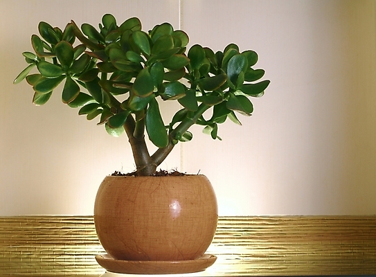 포토 JPG 해외이미지 식물 꽃 잎 선반 실내 사람없음 장식 초록색 욕실 유기농 해외포토 웰빙 컬러 가구 내부 파일형식 이미지허브