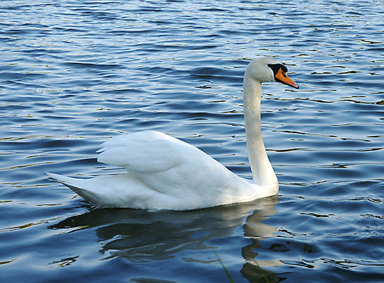 포토 JPG 해외이미지 호수 잎 날개 자연 조류 사람없음 물 검은색 수영 흰색 연못 깃털 부리 백조 목 해외포토 자연요소 식물 동물 컬러 신체부위 수상스포츠 생태계 파일형식 이미지허브