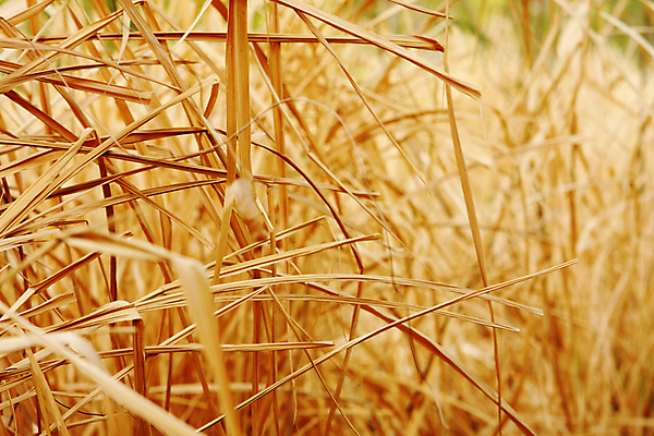 포토 JPG 해외이미지 식물 응시 지구 선 줄기 백그라운드 컨셉 패턴 자연 추상 아이디어 건조 씨앗 사람없음 초록색 노란색 새싹 봄 수확 성장 가을 시골 바늘 황금 닫기 건초더미 볏짚 보호 오브젝트 질감 문제 문제풀이 시들음 밀짚 발견 거짓말 귀리 해외포토 시선 계절 컬러 무늬 농업 모션 곡류 도구 건초 짚 생태계 파일형식 더미 이미지허브