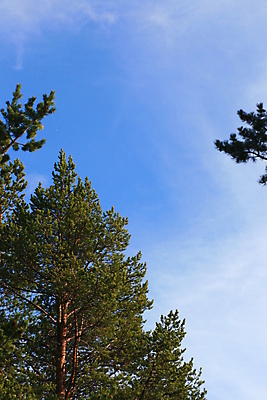 포토 JPG 해외이미지 나무 자연 하늘 사람없음 야외 초록색 파란색 흰색 소나무 해외포토 식물 컬러 생태계 파일형식 이미지허브