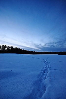 포토 JPG 해외이미지 나무 동물 겨울 하늘 사람없음 파란색 얼음 트랙 해외포토 자연요소 식물 계절 컬러 파일형식 이미지허브