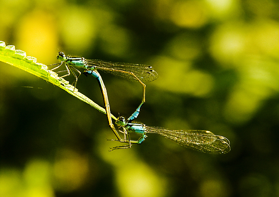 포토 JPG 해외이미지 나무 자연 아침 날씨 사람없음 컬러풀 햇빛 어둠 추위 안개 물방울 농촌 잠자리 이슬 신비 거미줄 카피스페이스 해외포토 주간 식물 컬러 곤충 컨셉 태양 공백 시골 생태계 파일형식 이미지허브