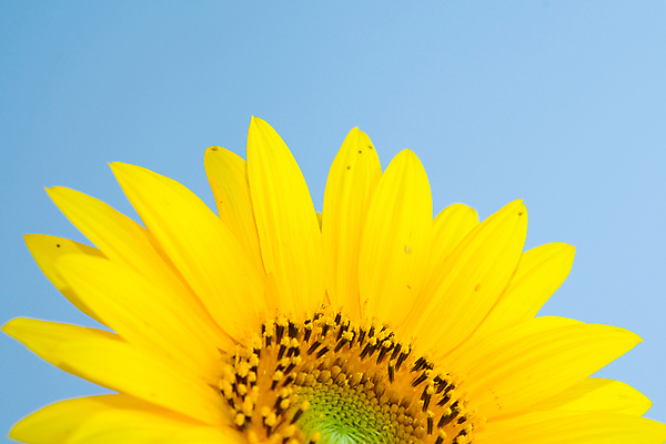 포토 JPG 해외이미지 주간 하늘 해바라기 근접촬영 사람없음 야외 해외포토 자연요소 꽃 뷰포인트 파일형식 이미지허브