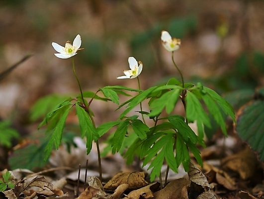 포토 JPG 해외이미지 꽃 사람없음 봄 숲 해외포토 식물 계절 파일형식 이미지허브