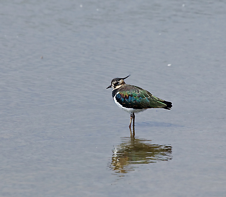 포토 JPG 해외이미지 유럽 야생동물 자연 조류 사람없음 물 깃털 북쪽 해외포토 자연요소 동물 나라 방향 생태계 파일형식 이미지허브