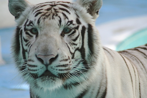 포토 JPG 해외이미지 주간 한마리 응시 야생동물 동물원 근접촬영 사람없음 야외 아웃포커스 맹수 백호 해외포토 자연요소 동물 1 시선 뷰포인트 촬영기법 호랑이 파일형식 사방신 이미지허브
