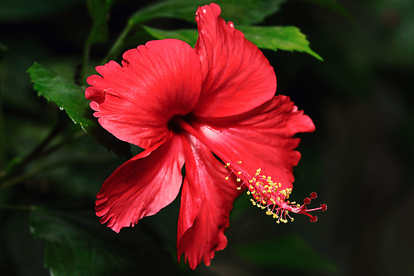 포토 JPG 해외이미지 잎 자연 사람없음 야외 빨간색 히비스커스 해외포토 식물 꽃 컬러 생태계 파일형식 이미지허브