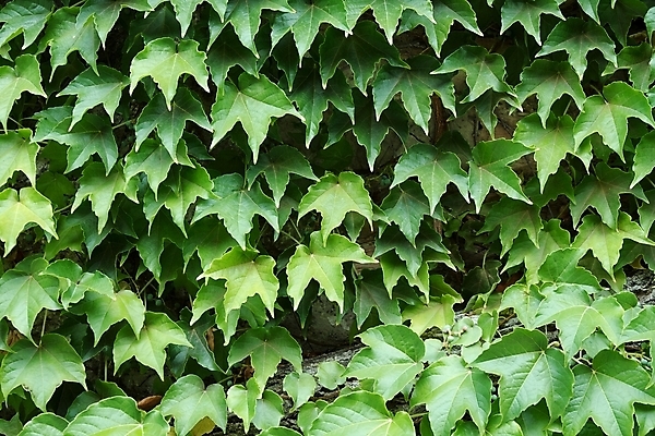 포토 JPG 해외이미지 식물 벽 백그라운드 잎 패턴 사람없음 장식 초록색 정원 성장 덮개 덩굴 유기농 질감 오르기 아이비 옛날 그리너리 해외포토 웰빙 컬러 무늬 모션 뚜껑 파일형식 트랜드컬러 이미지허브