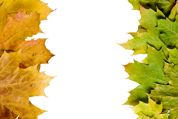 포토 JPG 해외이미지 나무 식물 계절 백그라운드 단풍 잎 오렌지 자연 휴가 프레임 사람없음 빨간색 컬러풀 노란색 11월 추수감사절 10월 국경 해외포토 기독교 컬러 과일 날짜 생태계 파일형식 이미지허브