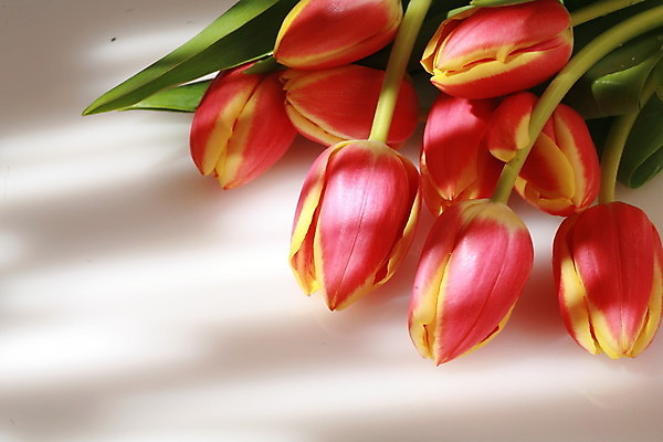 포토 JPG 해외이미지 분홍색 여러송이 실내 그림자 사람없음 햇빛 튤립 해외포토 꽃 컬러 다수 내부 태양 파일형식 이미지허브