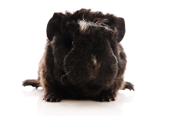 포토 JPG 해외이미지 한마리 사람없음 검은색 기니피그 해외포토 1 컬러 포유류 파일형식 이미지허브