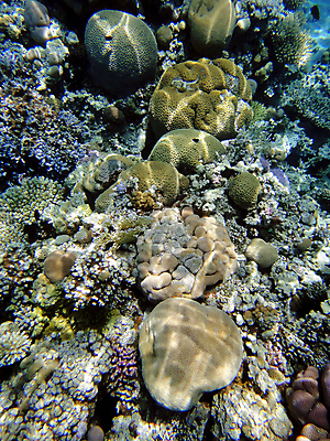 포토 JPG 해외이미지 바다 자연 이집트 사람없음 빨간색 수중 산호 해외포토 컬러 아프리카 자포동물 생태계 파일형식 이미지허브