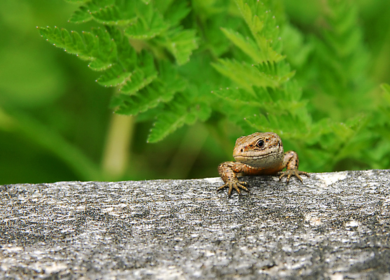 포토 JPG 해외이미지 동물 야생동물 파충류 자연 사람없음 환경 도마뱀 내추럴 해외포토 생태계 파일형식 이미지허브