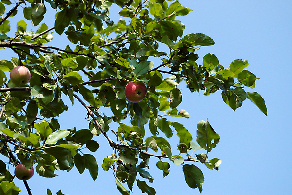 포토 JPG 해외이미지 나무 식물 라이프스타일 계절 꽃 음식 줄기 분홍색 잎 농업 다이어트 과일 자연 하늘 건강 사람없음 빨간색 초록색 파란색 농작물 햇빛 농장 정원 성장 나뭇가지 신선 선택 사과 숲 수집 먹기 상쾌 유기농 원예 생물학 8월 숙성 해외포토 웰빙 교육 감정 산업 컬러 컨셉 모션 취미 생활 태양 날짜 생태계 파일형식 이미지허브