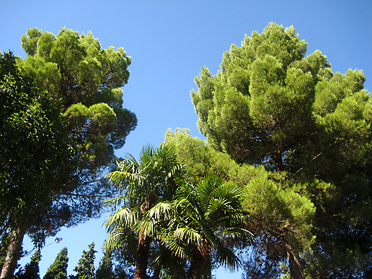 포토 JPG 해외이미지 나무 식물 공원 자연 하늘 사람없음 목재 초록색 여름 파란색 태양 정원 나뭇가지 바늘 스페인 그라나다 해외포토 자연요소 계절 공공시설 유럽 컬러 재료 도구 생태계 파일형식 이미지허브