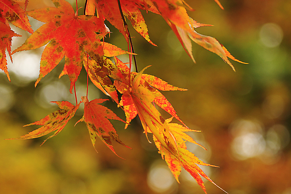 포토 JPG 해외이미지 주간 백그라운드 단풍 자연 풍경 근접촬영 사람없음 야외 아웃포커스 가을풍경 주황색 가을 해외포토 자연요소 계절 뷰포인트 컬러 잎 촬영기법 생태계 파일형식 가을_계절 이미지허브