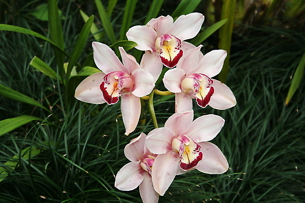 포토 JPG 해외이미지 식물 꽃잎 꽃 분홍색 꽃무늬 자연 사람없음 빨간색 정원 흰색 난초 해외포토 컬러 무늬 생태계 파일형식 이미지허브