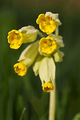 포토 JPG 해외이미지 식물 꽃잎 꽃 꽃무늬 패턴 자연 사람없음 야외 초록색 노란색 봄 벚꽃 해외포토 계절 컬러 무늬 생태계 파일형식 이미지허브