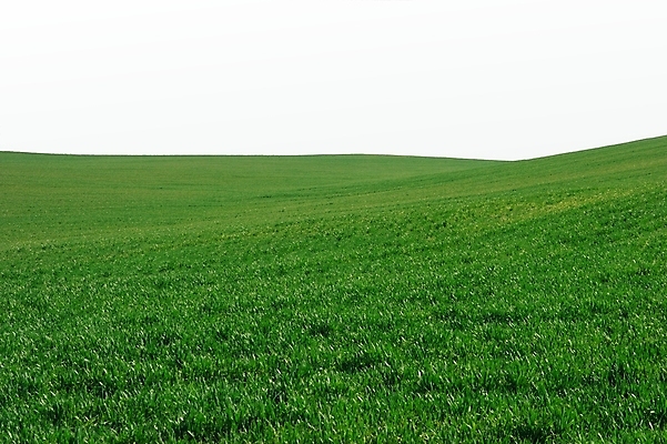 포토 JPG 해외이미지 식물 공원 백그라운드 밭 농업 자연 하늘 휴가 잔디 사람없음 야외 초록색 빛 햇빛 농장 농경지 평화 우주 환경 봄 흰색 시골 오픈 땅 언덕 심플 장면 강렬 쟁기 호밀 수평선 해외포토 계절 공공시설 산업 컬러 컨셉 곡류 태양 생태계 파일형식 이미지허브