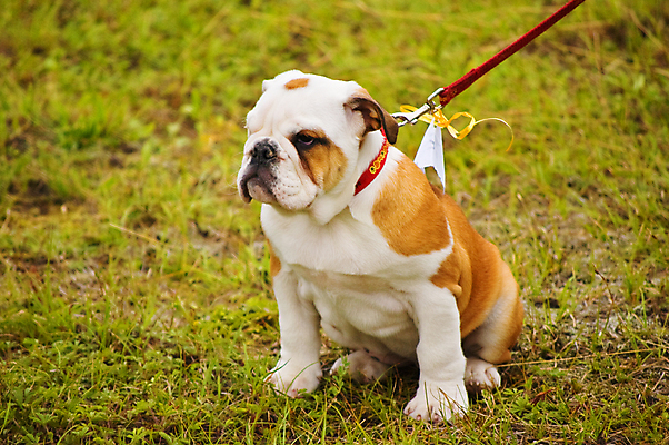 포토 JPG 해외이미지 동물 1 친절 앉기 사람없음 가로 반려동물 개 강아지 쇼 불독 송곳니 기르기 신앙심 해외포토 포유류 모션 치아 돌봄 파일형식 이미지허브