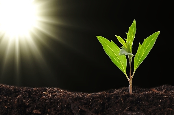 포토 JPG 해외이미지 식물 자연 씨앗 사람없음 초록색 태양 새싹 우주 맑음 검은색 흙 성장 신선 야간 작음 시작 에코 생태계 원예 투자 먼지 개발 밭일 생태학 생존 카피스페이스 해외포토 자연요소 교육 컬러 비즈니스 날씨 취미 환경 공백 크기 파일형식 이미지허브