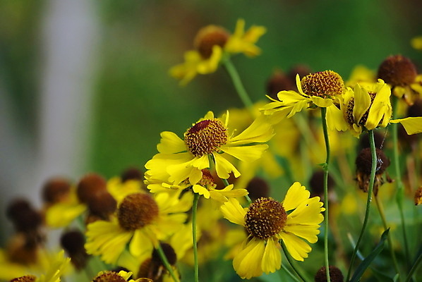 포토 JPG 해외이미지 식물 꽃잎 꽃 줄기 백그라운드 잎 꽃무늬 오렌지 자연 부활절 발렌타인데이 그림자 사랑 사람없음 초록색 태양 뷰티 노란색 정원 맑음 활발 성장 벚꽃 신선 개화 순수 묘사 싱글 원예 서식 데이지 아로마 초대 꽃가루 거베라 내추럴 고립 원예사 어머니의날 해외포토 자연요소 직업 기념일 감정 컬러 컨셉 무늬 과일 데이이벤트 날씨 취미 가루 생태계 미국문화 파일형식 이미지허브