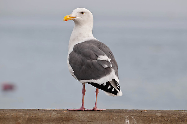 포토 JPG 해외이미지 주간 한마리 해외풍경 바다 갈매기 사람없음 야외 아웃포커스 미국 캘리포니아 해외포토 자연요소 1 해외 북아메리카 조류 촬영기법 풍경 파일형식 이미지허브
