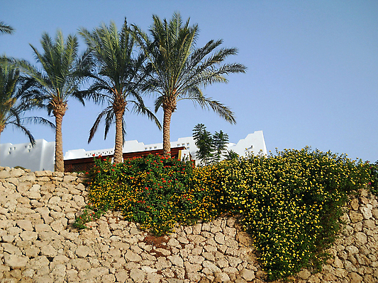 포토 JPG 해외이미지 꽃 바다 호텔 휴식 이집트 손바닥 사람없음 빨간색 초록색 여름 해외포토 식물 손 계절 컬러 컨셉 아프리카 숙소 파일형식 이미지허브